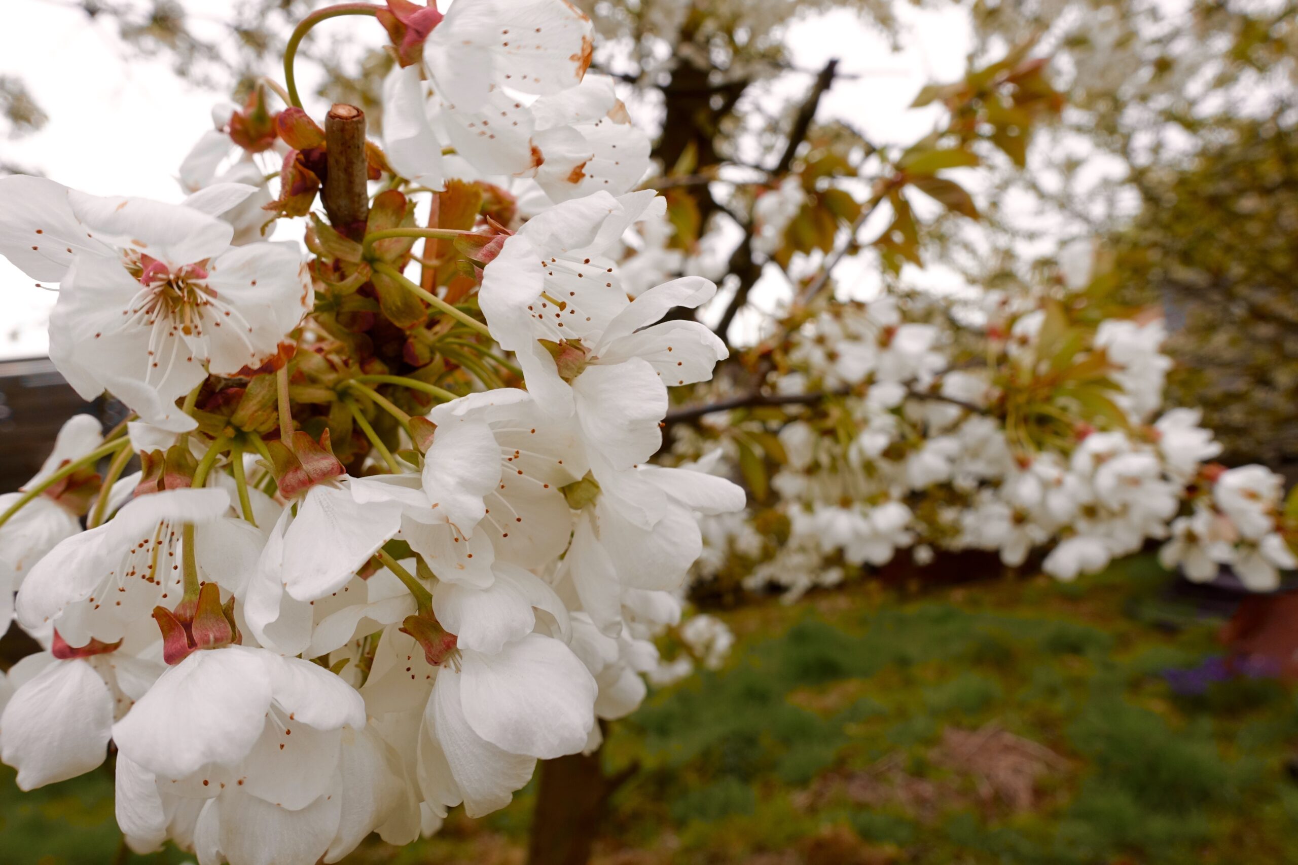 Ein Blütenmeer so weit das Auge reicht: Zur Apfelblüte im Alten Land