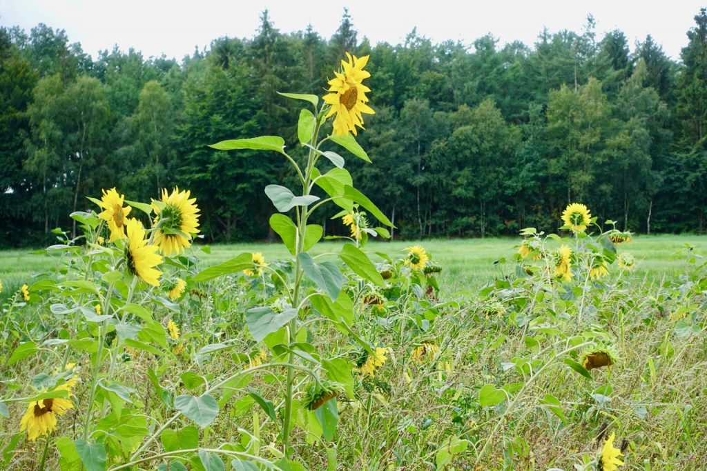 Auf Nordpfaden rund ums Tister Moor 