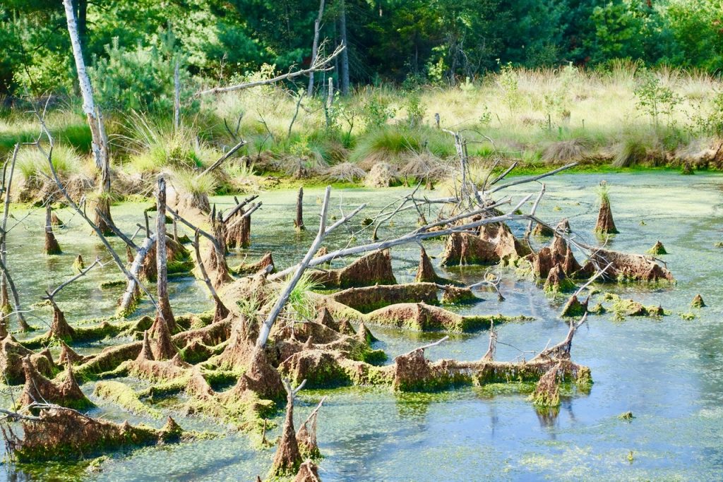 Tister Moor Lanschaft