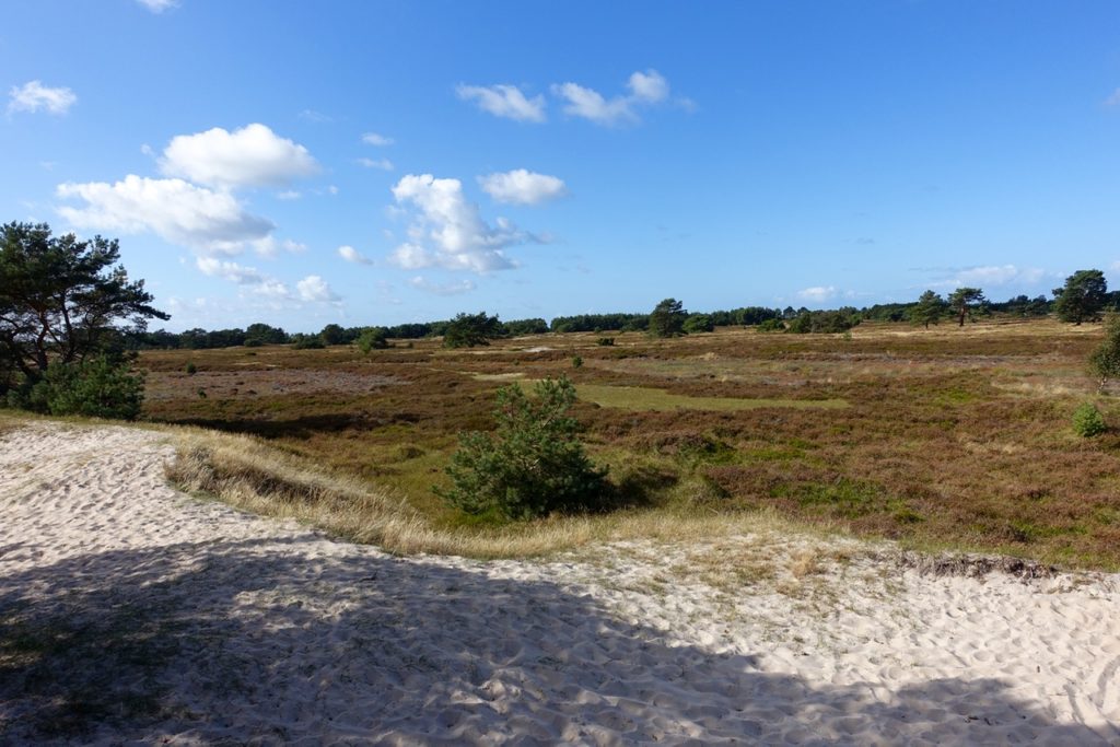 Hiddensee Heide