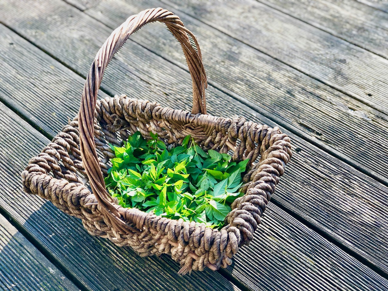 Superfood Wissen & Rezepte: Giersch Pesto & Gierschtee