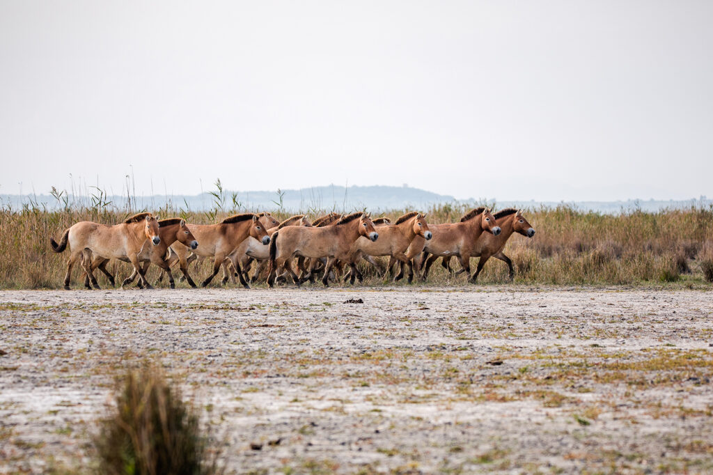 Przewalski-Hannah-Assil